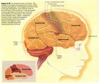 The topography of the Cortex