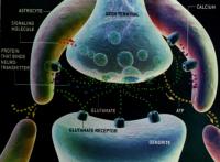 Glial Cell
