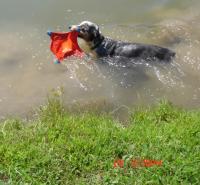 guffswims.JPG